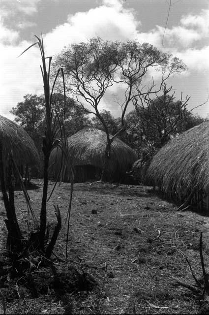 Old trees and a sili