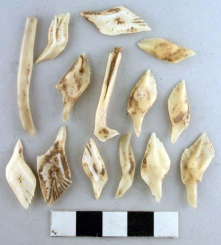 Polished bone fragments