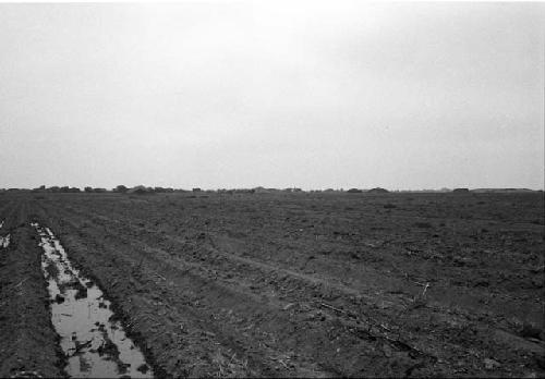 Mounds at Site 41