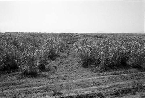 Mound at Site 53