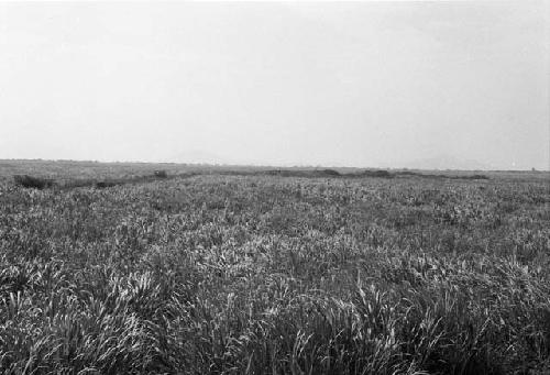 Mound and connecting burm at Site 58