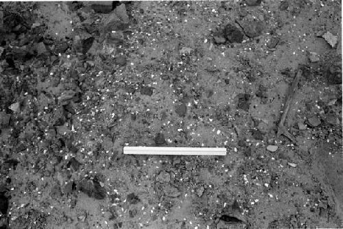 Shell density on habitat terraces at Site 110