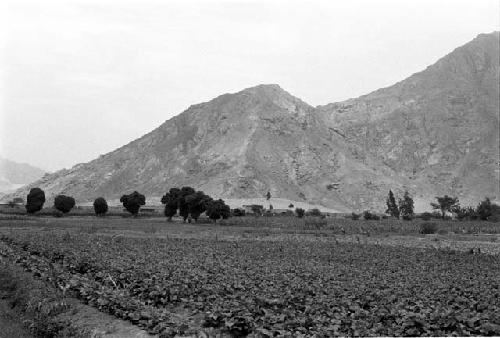 Site 112 on lower peak of Cerro Sausal