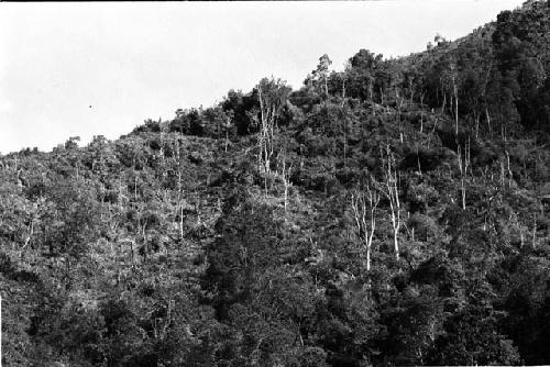 Hillside being prepared for clearing