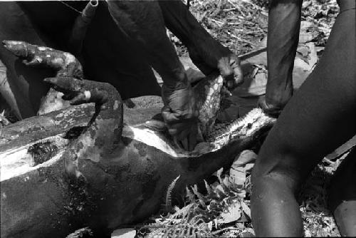 Removing pig's lower jaw