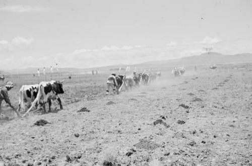 Plowing field with oxen