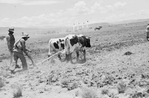 Plowing field with oxen