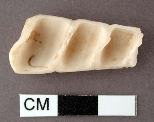 Fragment of turritella shell - length: 3.2 cm.