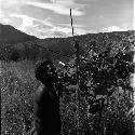 Man looking at the orchard