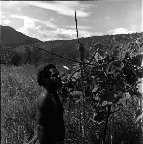 Man looking at the orchard