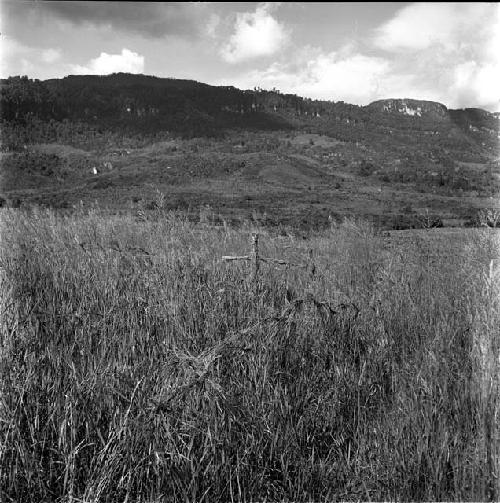 Tufts of grass