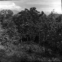 Woods near Lokoparek