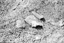 Tall incurvate globular vessel fragment in south cemetery at Site 146