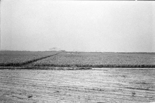 Site 176, with Huacas Blanca and Brujo in background