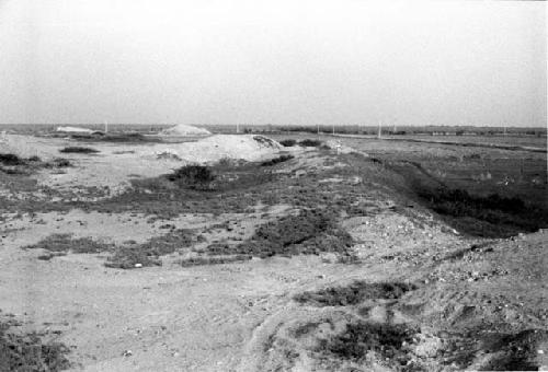 Huachaques southeast of "Huaca Amarilla" on Terrace B at Site 181