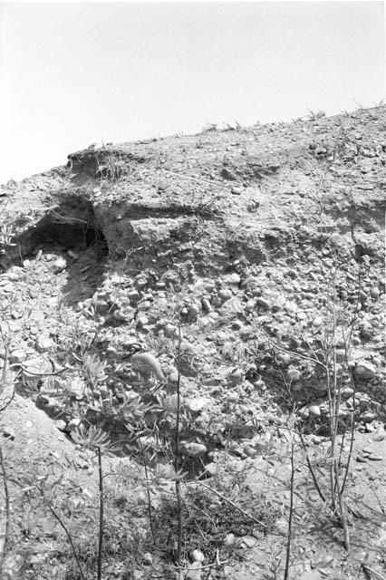 Ashy midden layer above gravel deposit on south end of Terrace B at Site 181