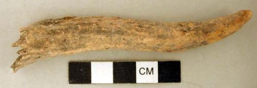 Antler tip fragment, cut and worked