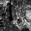 Cavity in a tree trunk