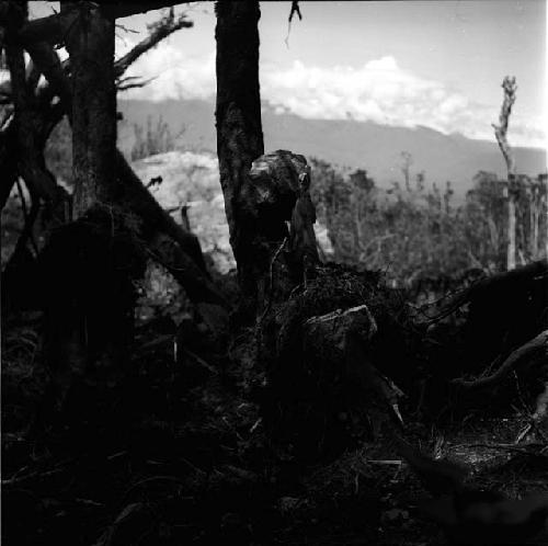 Wood and trees being cleared