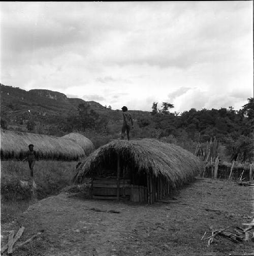 Thatching of the new wamai