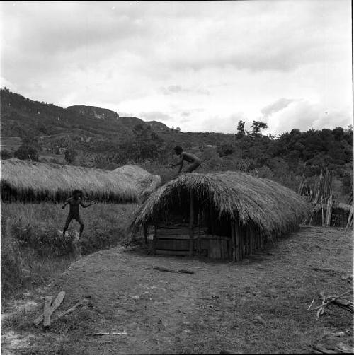 Thatching of the new wamai