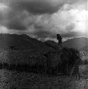 Men thatching roof