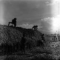 Men thatching roof