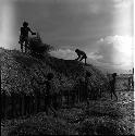 Men thatching roof