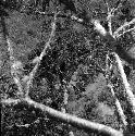 Man crosses bridge under sien tree