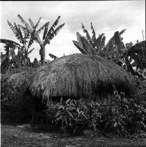 Family round house, W1, with tobacco and hela (a mallow) growing