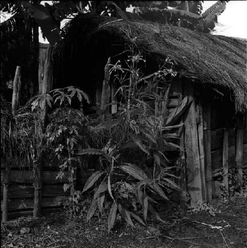 Hela (a mallow) and tobacco growing at corner of hunu (c.c.h.)