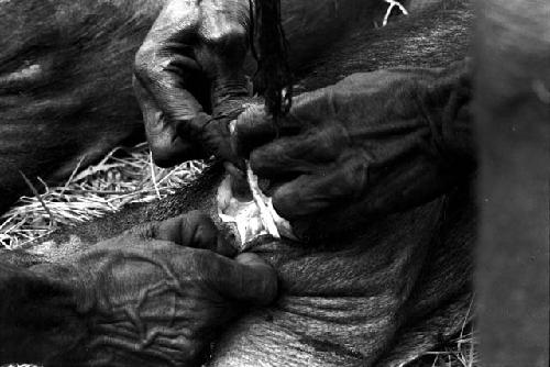 Close shot of men's hands; removing the tail from a pig that has just been killed