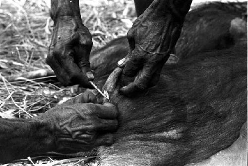 Close shot of removing the tail from a pig that has just been killed