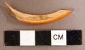 Animal tooth fragment, likely rodent