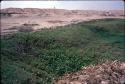 Wild cotton growing in fallow totoral