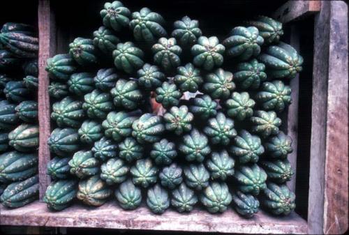 San Pedro cactus at Witch's Market