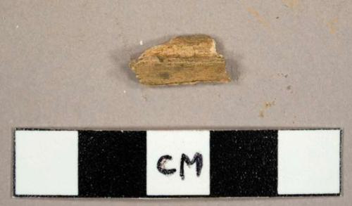 Faunal bone fragment