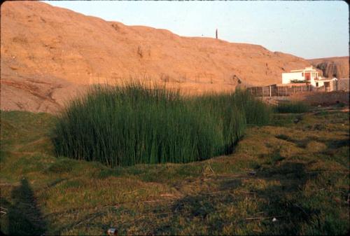 Totora growing