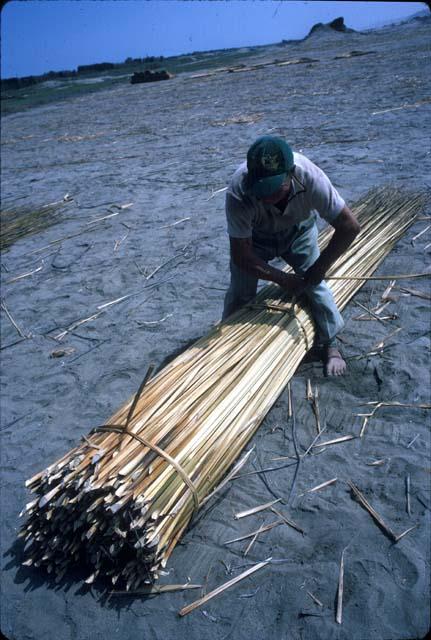 Dried totora being bundled