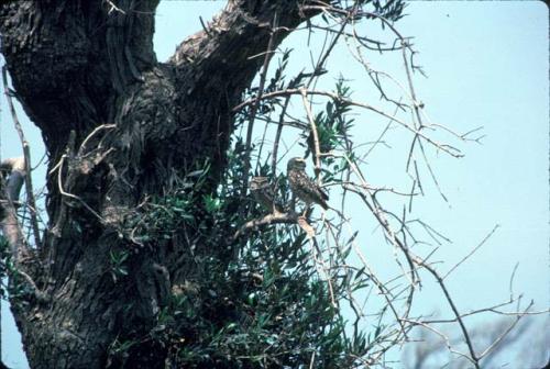 Owls