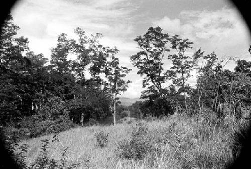 View of trees on the Baliem countryside