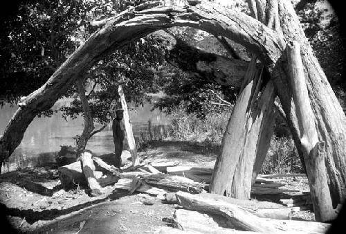 A man under an old bent tree by the river