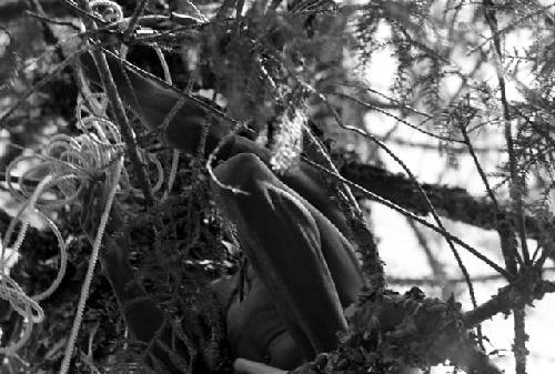 Low shot of a man up in a tree