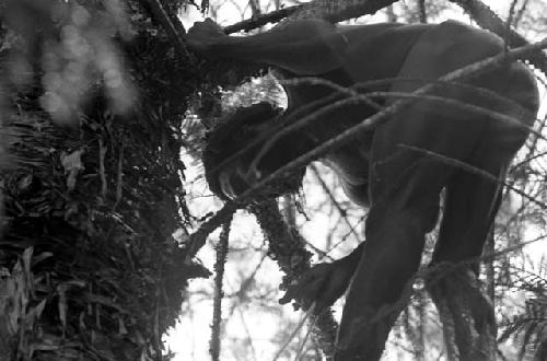 Low shot of a man up in a tree