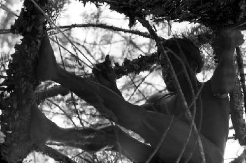 Low shot of a man up in a tree