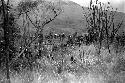 Warriors going through the little forest to the east of the Tokolik