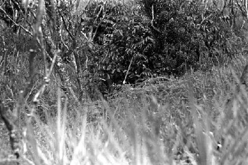 A warrior among the plants and trees in the little forest to the east of the Tokolik