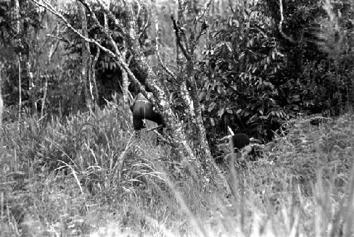 A warrior creeping among the plants and trees in the little forest to the east of the Tokolik