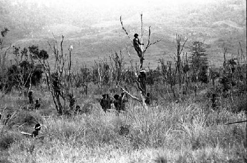 Warriors among the trees on the Tokolik