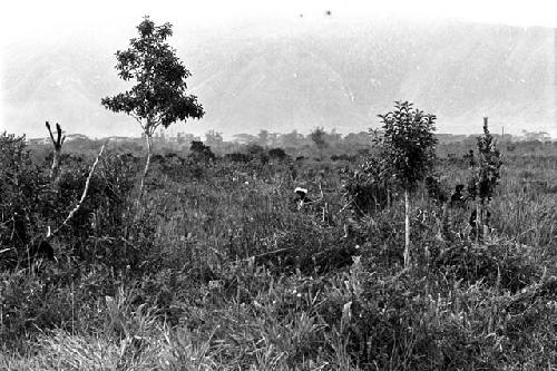 Wittaia warriors hidden among the long grass and plants of the Warabara